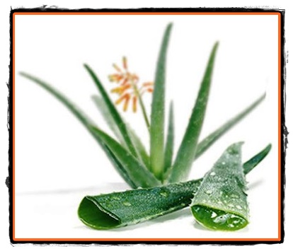 Aloe vera planta sacra cu efecte miraculoase